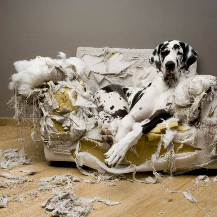 Dalmatian Dog On Destroyed Sofa
